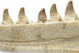 Partial Mosasaur Jaw with Nine Teeth - Morocco #220269-6